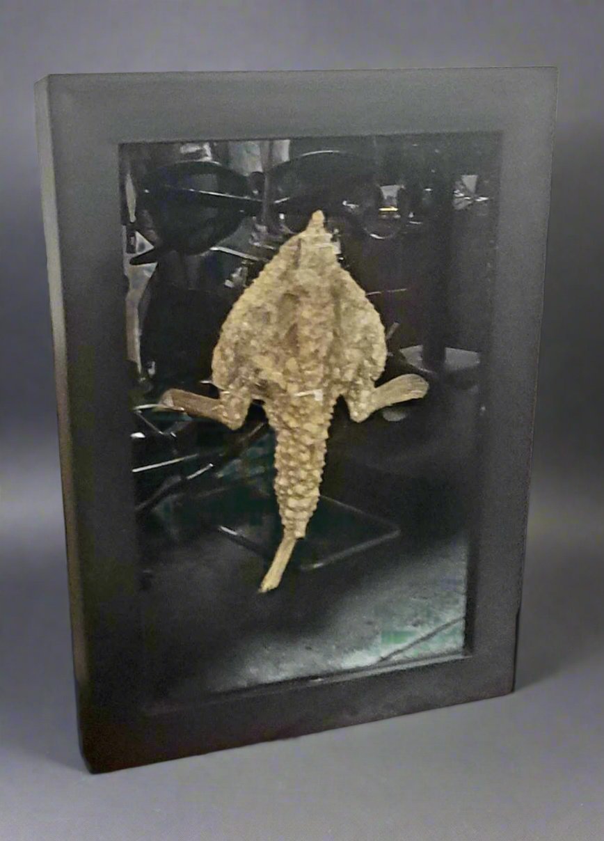 Mummified Bat Fish in Shadowbox