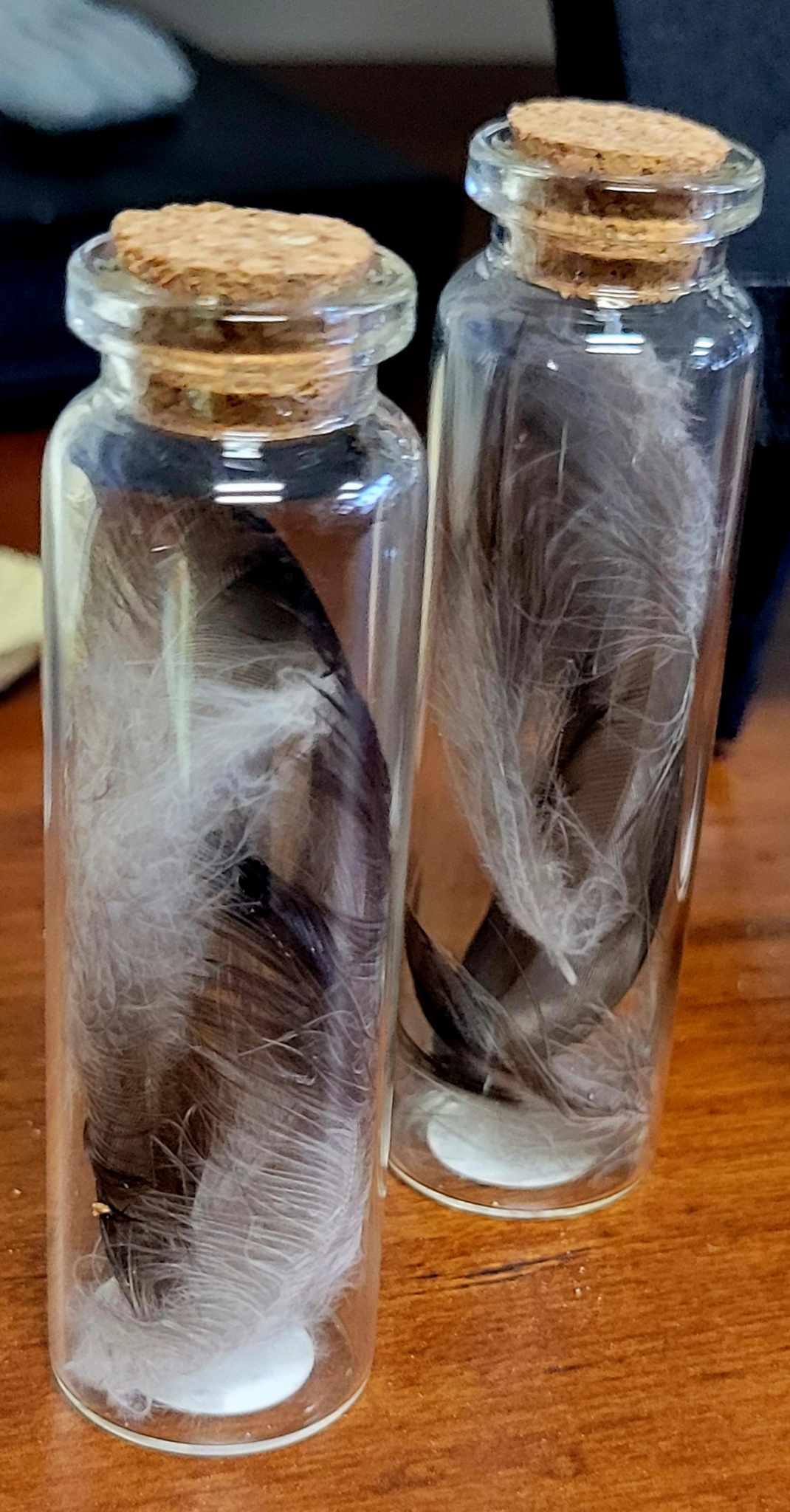 UK Hooded Crow Feathers