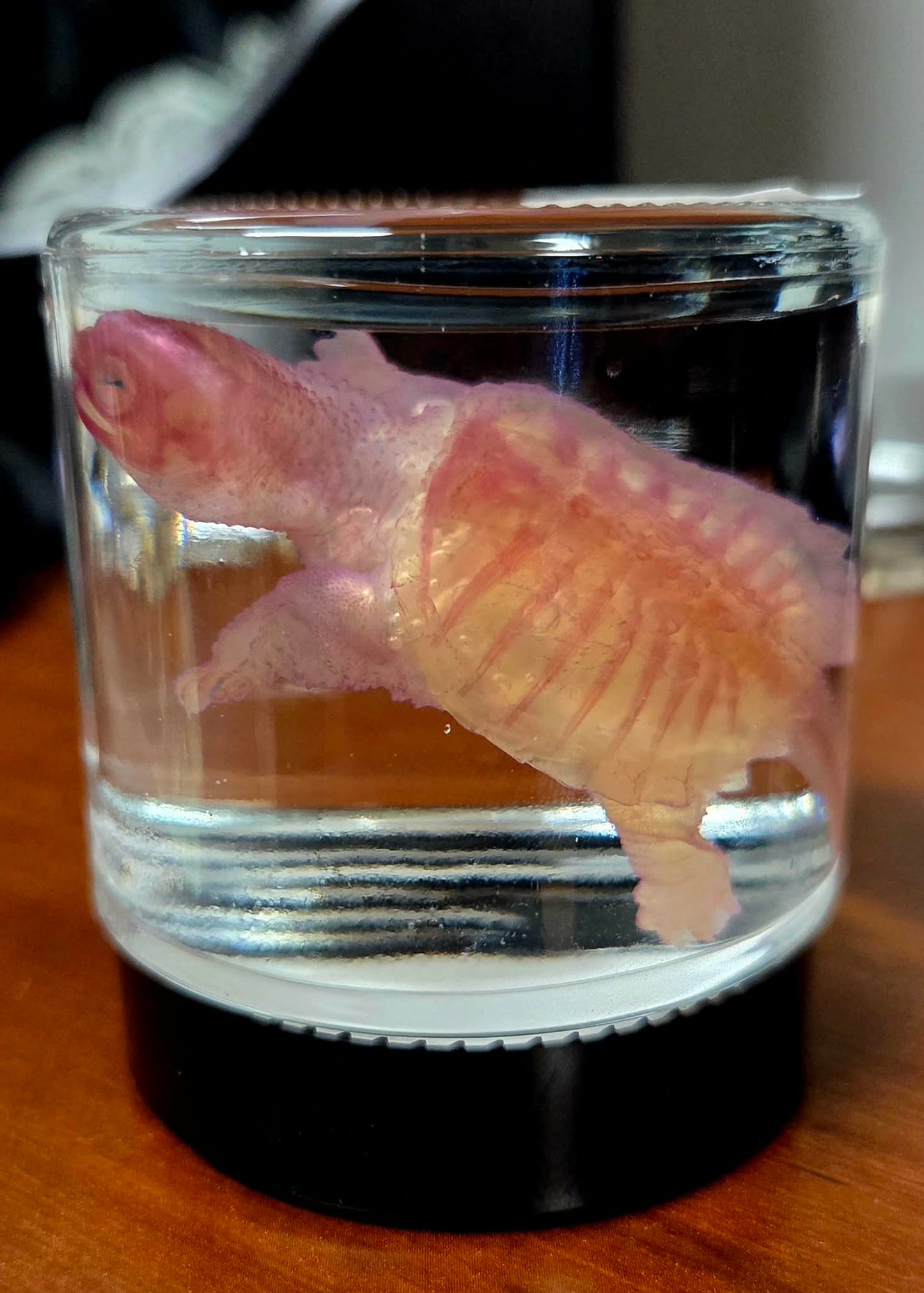 Diaphonized Turtle Specimen