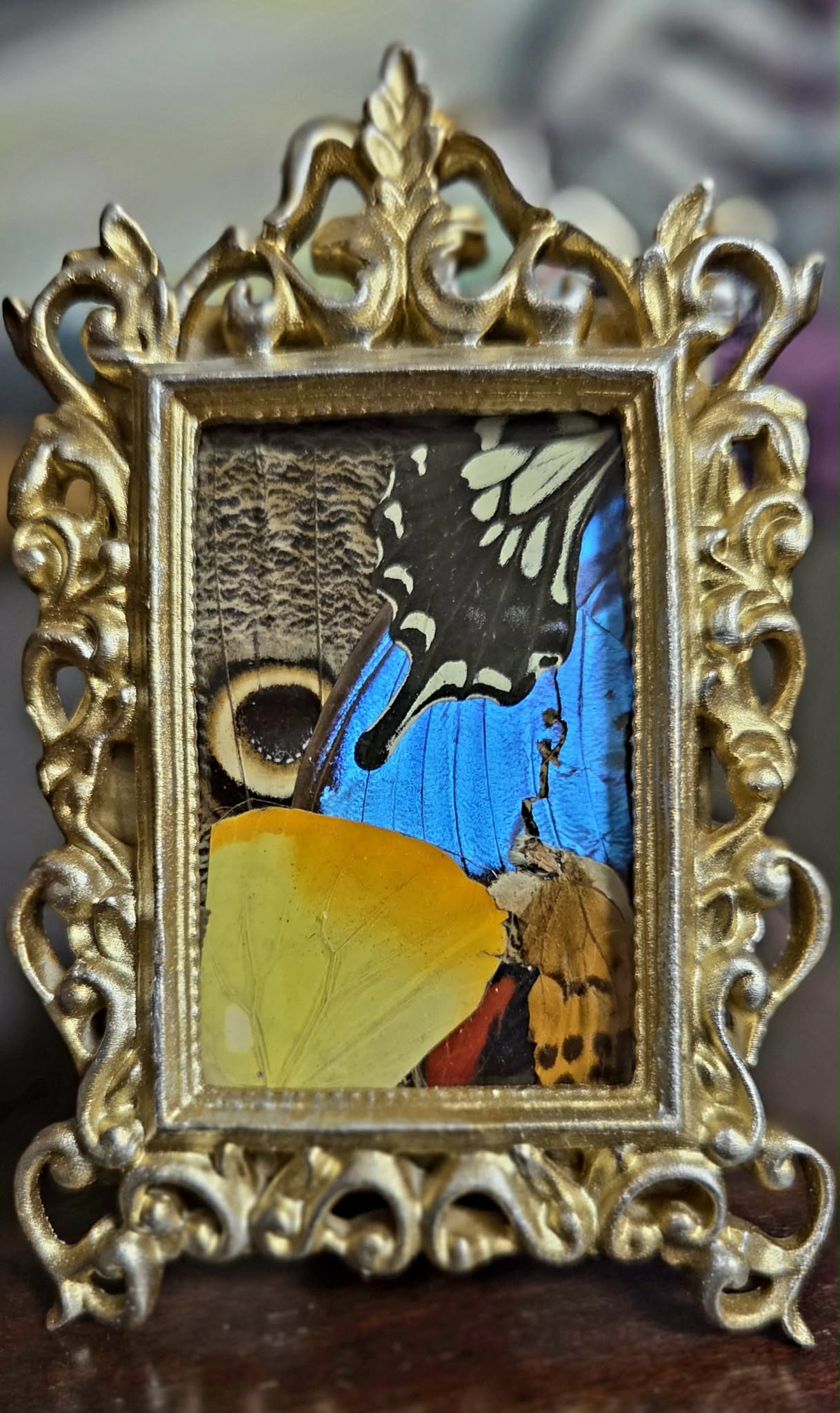 Butterfly wing collage in a gold toned frame