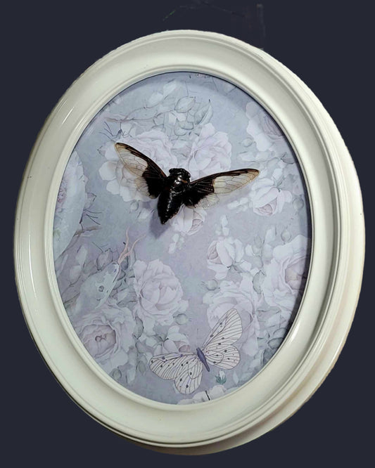 Batwing cicada on cottage core frame