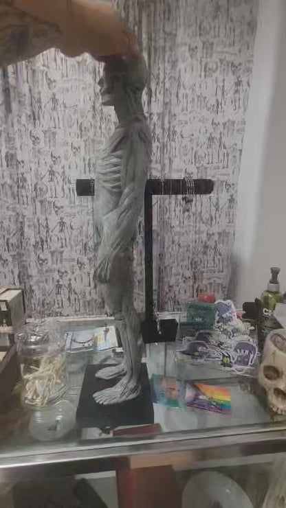 SIGNED 2003  Musculature Male Anatomy Sculpture by Andrew Cawrse