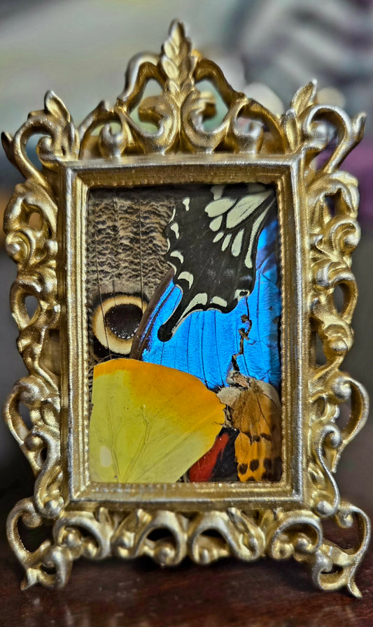 Butterfly wing collage in a gold toned frame